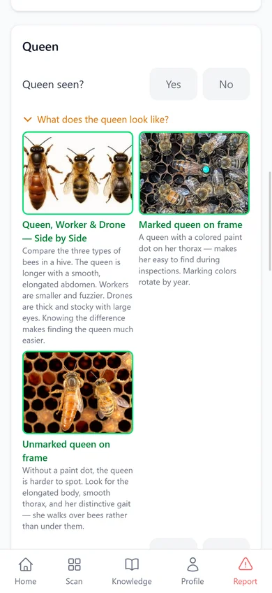 Spot the queen